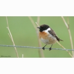 4 20220414 Schwarzkehlchen DSC06292.jpg